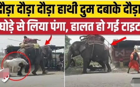 Elephant_Horse_Fight__MP_के_Ratlam_में_अनोखी_लड़ाई,_हाथी_दुम-दबाकर_भागा।_Viral_Video